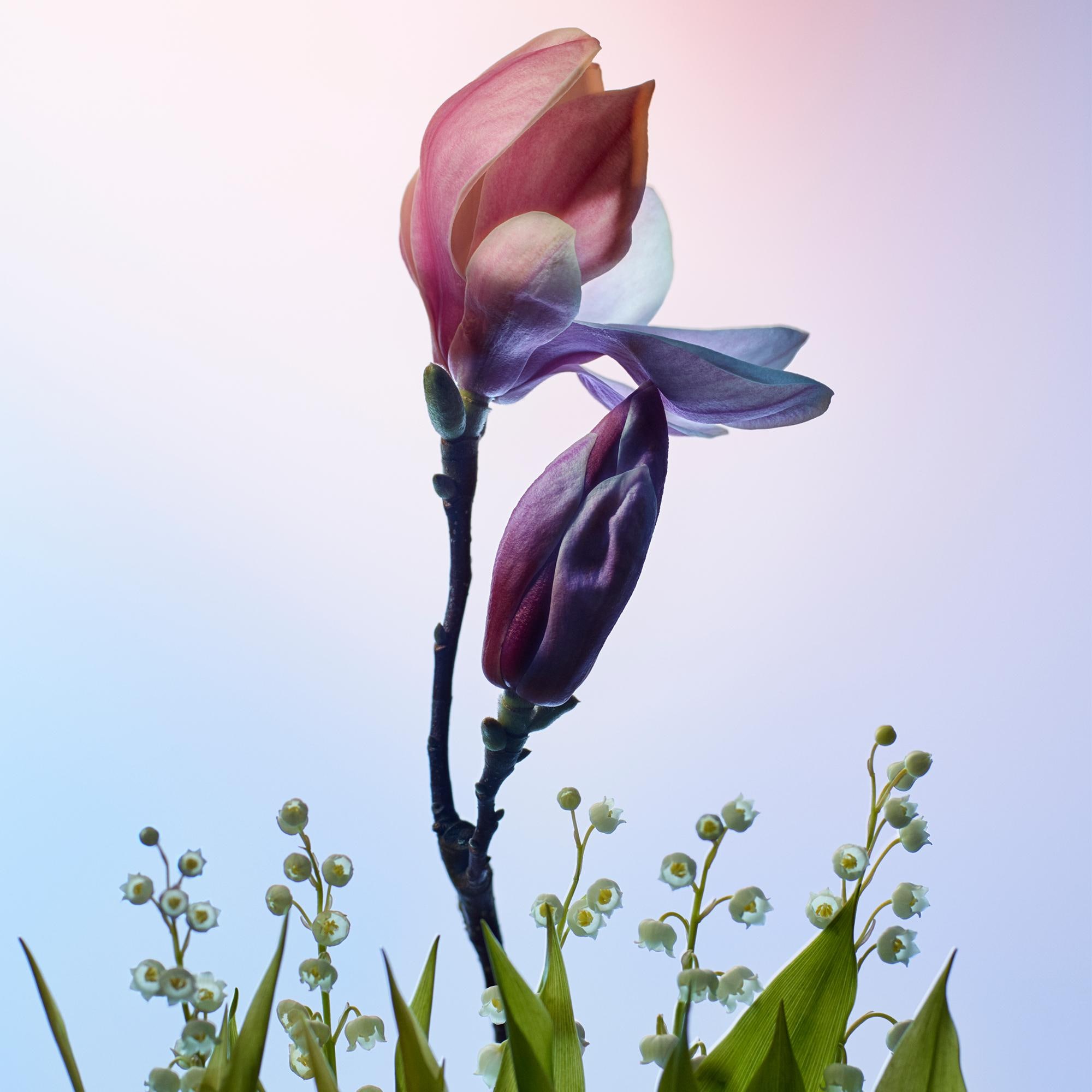 Apogée  in Perfumes and Beauty