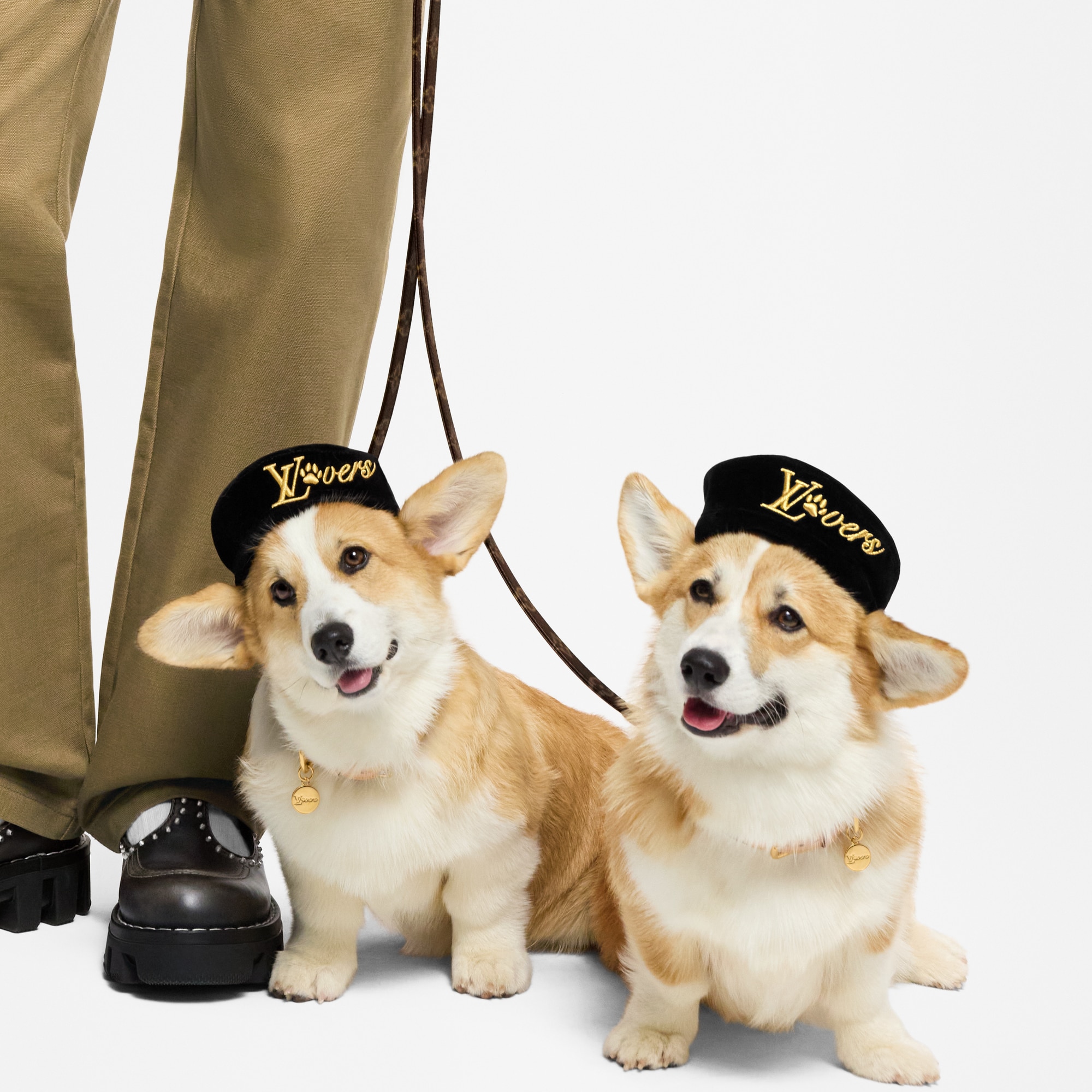 Dog Beret PM  in Trunks, Travel and Home