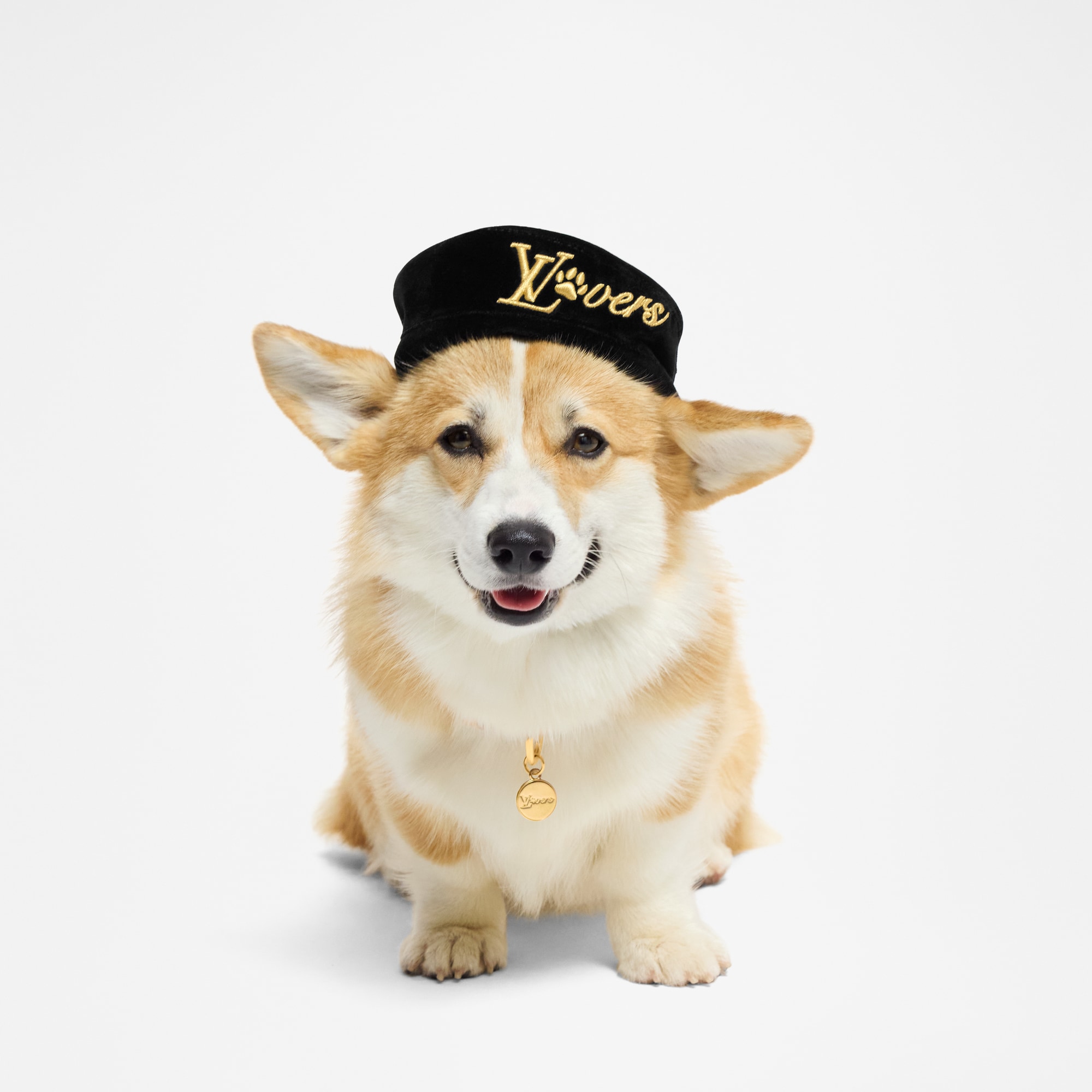 Dog Beret PM  in Trunks, Travel and Home