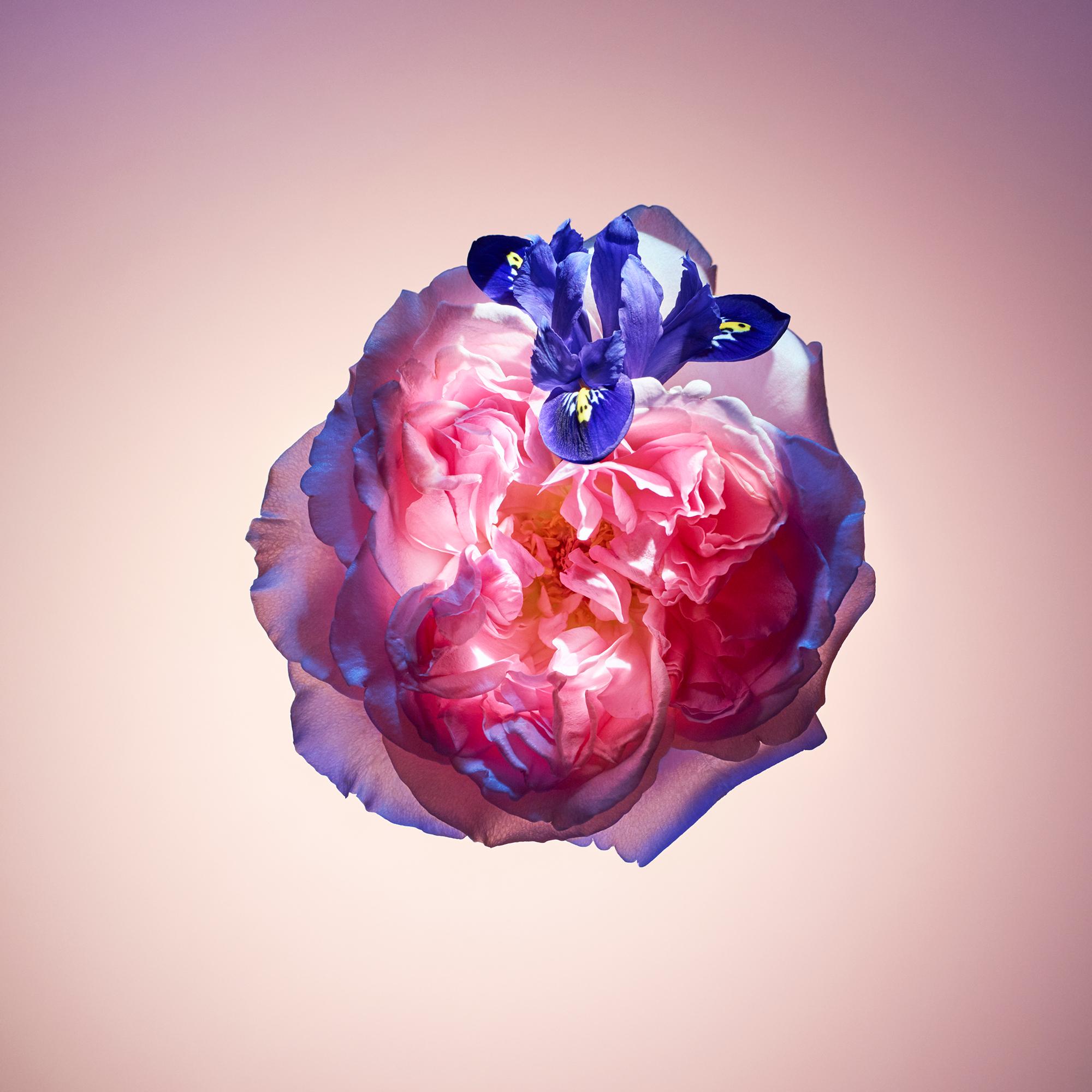 Rose des Vents  in Perfumes and Beauty